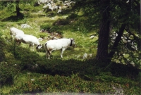 Vaches Blanches