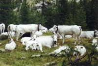 Vaches Blanches