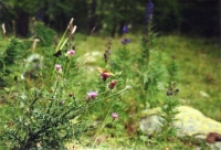 Papillon