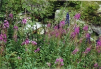 Lupins