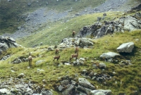 Groupe de Chamois