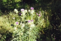 Chardons
